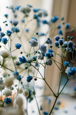 Brunch 'ta küçük mavi çingene çiçekleri