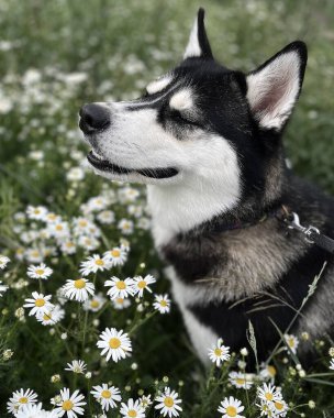 Papatya tarlasında Sibirya kurdu.