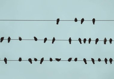 Elektrik kablolarında oturan kuşlar