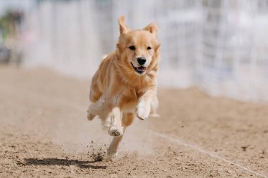 Safkan Golden Retriever Koşu Pistinde Koşan Hızlı Köpek Sporu