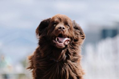 Safkan Newfoundland Koşu Pisti Hızlı Köpek Sporu Toprakta