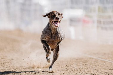 Brown German Shorthair Pointer Koşu Alanı Koşu Pisti Hızlı Köpek Sporu