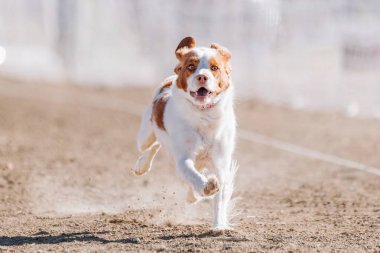 Brittany Spaniel Koşu Pistinde Koşan Hızlı Köpek Sporu