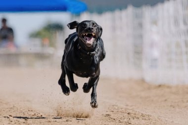 Siyah Labrador Retriever Laboratuvarı Koşu Pisti Hızlı Köpek Sporu