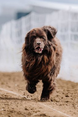 Brown Newfoundland Newfie Running Lure Course Sprint Dog Sport clipart