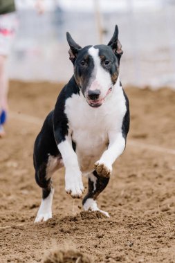 Boğa Teriyeri Koşu Pistinde Koşan Hızlı Köpek Sporu