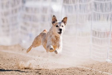 Kızıl Avustralyalı Sığır Köpek Heeler Koşu Alanı Koşu Pisti Hızlı Köpek Sporu