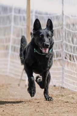 Safkan Siyah Alman Çoban Köpeği Koşan Yem Pisti Koşu Köpek Sporu