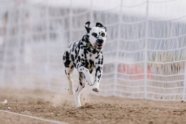 Safkan Dalmaçyalı Koşan Yem Pistinde Koşan Köpek Sporu