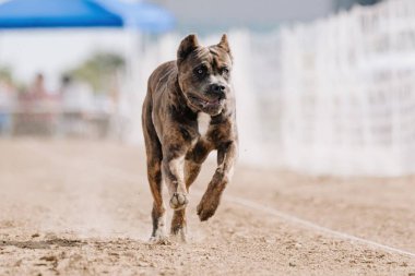 Safkan Cane Corso Koşu Pistinde Koşan Hızlı Köpek Sporu