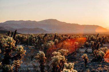 Uzak dağları olan Cholla kaktüsünün güneşli çöl tarlası.