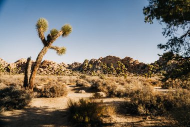Joshua ağacının arka planında kayalık çöl manzarası