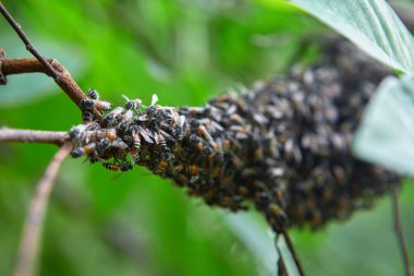 Ağaç dalında bal peteği olan arılar