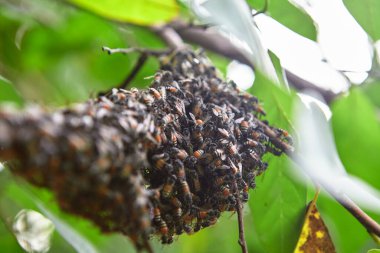 Ağaç dalında bal peteği olan arılar