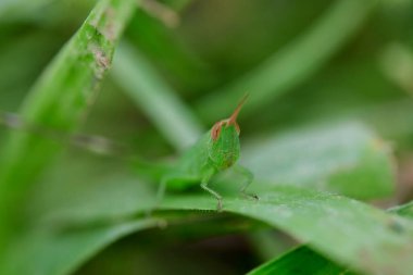 Yeşil yapraklı çekirgenin yakın görüntüsü