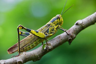 Dal üzerindeki çekirgenin yakın görüntüsü