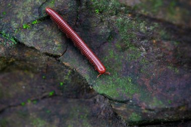 Close-up of Millipede on rock clipart