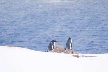 Gentoo penguins walking. Antarctica. South Pole clipart