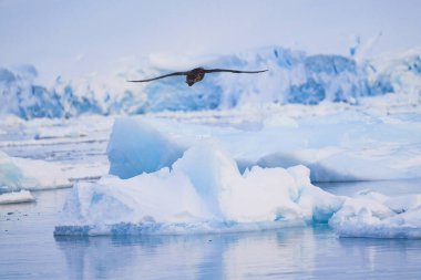 Bekar Dev Petrel uçuyor. Antarktika. Manzara ve deniz manzarası