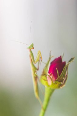 Yeşil peygamber devesi pembe bir gül goncasının üzerinde oturuyor.