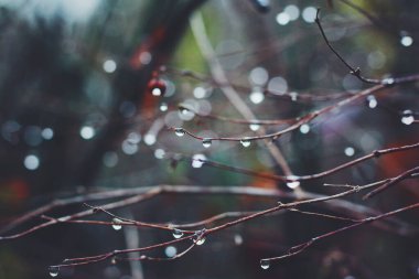 Ağaç dalındaki yağmur damlalarını kapat