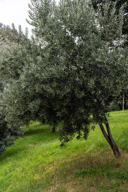 Bahçedeki yeşil zeytin ağaçları