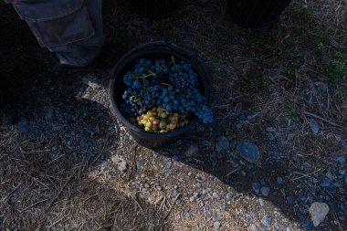 Kakheti 'deki üzüm bağında lezzetli bir üzüm.