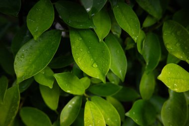 Koyu arka planda yemyeşil yapraklar