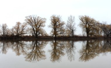 Su yansıması söğüt ağaçları renklenir