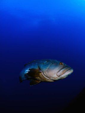 Yakın plan Dusky Grouper Akdeniz 'de Epinefalous marginatus