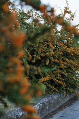 Belgrad 'daki bir Pyracantha fabrikasında renkli portakal kümeleri