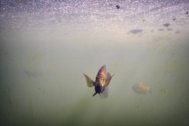 Büyük akvaryumdaki yalnız bok.