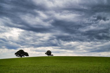 Büyük yeşil bir alanda iki ağaç.