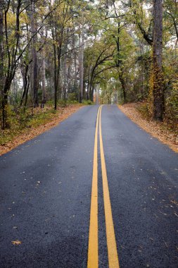 Sonbahar ormanı boyunca ıslak yol