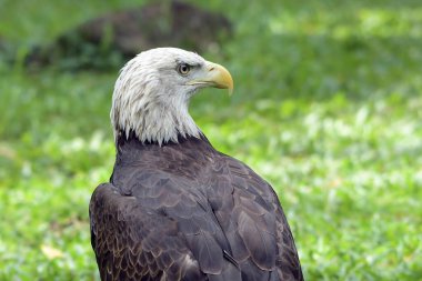 Bir Amerikan kel kartalına yaklaş.