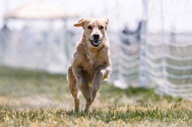 Golden Retriever köpek koşuyor. Yem parkuru köpek sporu.