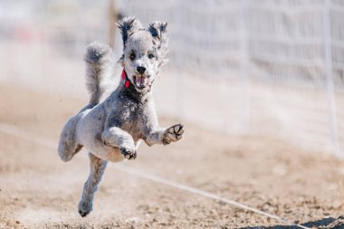 Safkan Gri Oyuncak Kaniş Yem Pistinde Koşan Köpek Sporu
