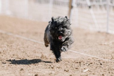 Cairn Teriyeri Koşu Pisti Hızlı Köpek Sporu