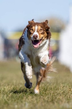 Safkan Sınır Collie Koşu Pisti Koşu Pisti Hızlı Köpek Sporu