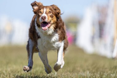 Safkan Sınır Collie Koşu Pisti Koşu Pisti Hızlı Köpek Sporu