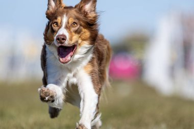 Safkan Sınır Collie Koşu Pisti Koşu Pisti Hızlı Köpek Sporu