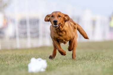 Fox Red Labrador Retriever Lab Running Lure Course Sprint Dog Sport clipart