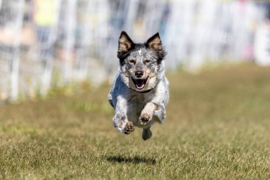 Avustralya Sığır Köpek Heeler Koşu Alanı Koşu Pistini Karıştırıyor Köpek Sporu