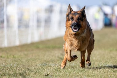 Alman Çoban Köpeği Yem Pistinde Koşu Köpek Sporu