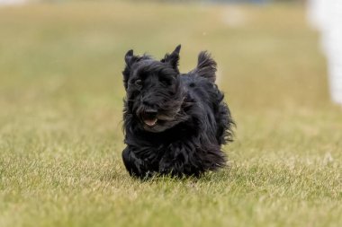 Siyah İskoç Teriyer Koşu Pistinde Koşan Hızlı Köpek Sporu