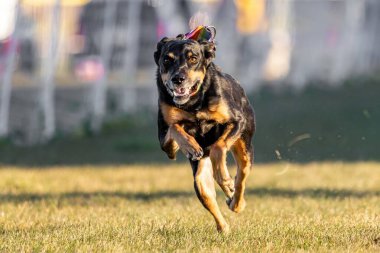 Tüm Amerikan Karışık Melez Köpek Yem Pisti Koşu Köpek Sporu