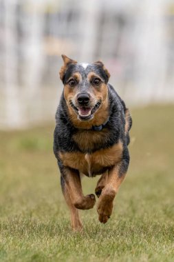 Avustralya Sığır Köpeği Mavi Dümen Koşu Pistinde Koşan Hızlı Köpek Sporu
