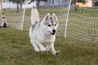 Safkan Sibirya Husky Koşu Pistinde Koşan Hızlı Köpek Sporu