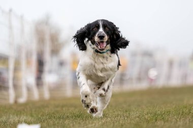 İngiliz Springer Spaniel Koşu Pistinde Koşan Hızlı Köpek Sporu