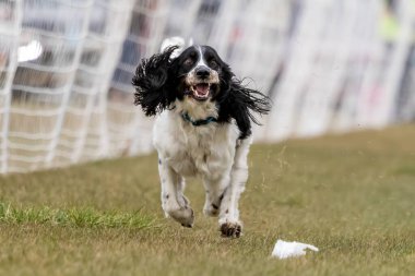 İngiliz Springer Spaniel Koşu Pistinde Koşan Hızlı Köpek Sporu